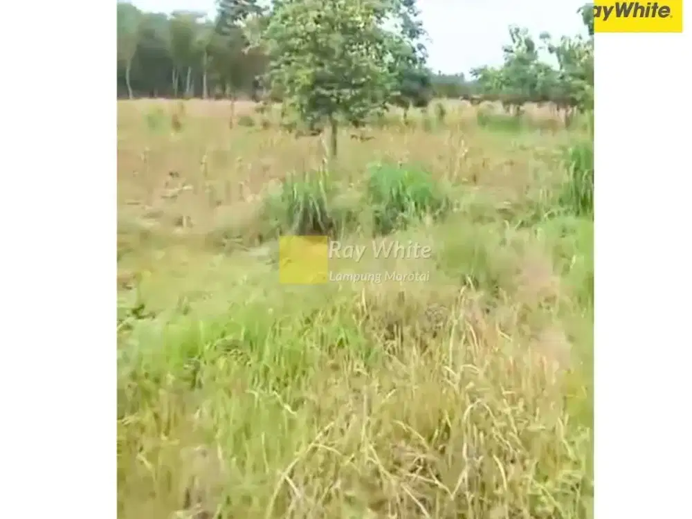 Dijual Tanah Di JAti Agung, Lampung Selatan (Kode : ALN 3479)