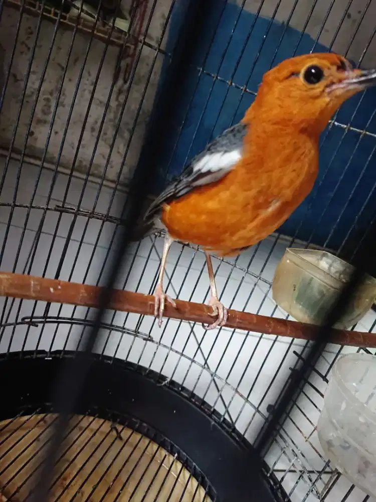 Burung anis merah hutan jantan