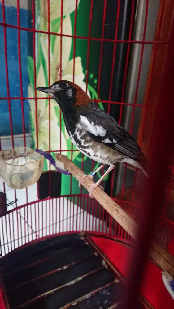 Anis kembang jantan bunyi mulus