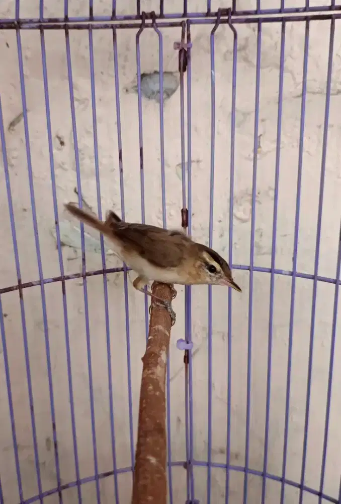 Burung Kerak basi alis hitam