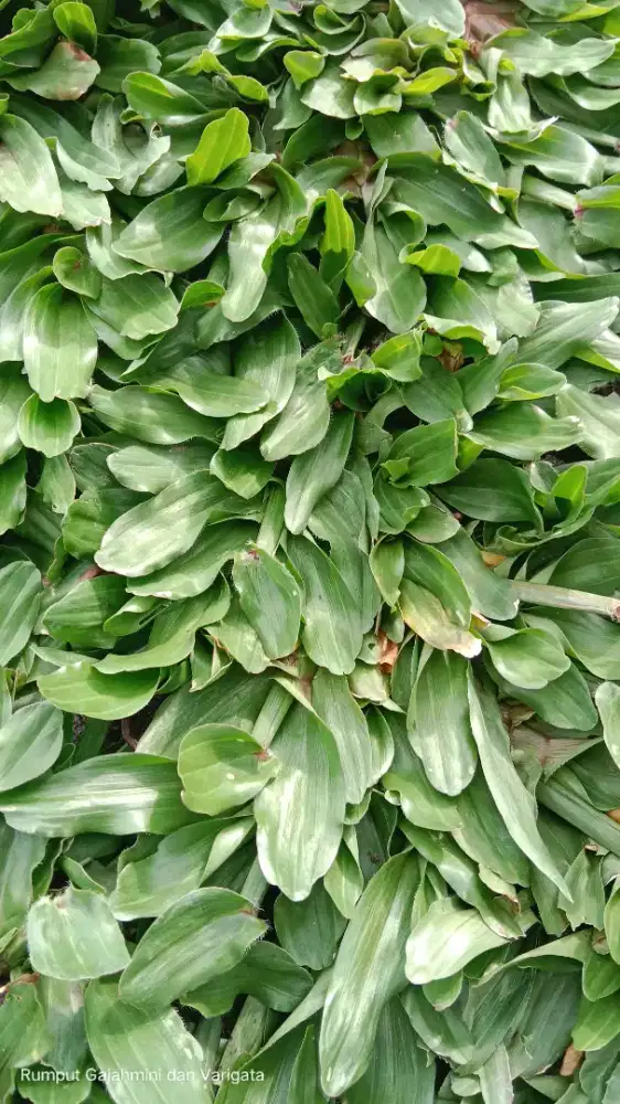 Rumput gajahmini dan Varigata