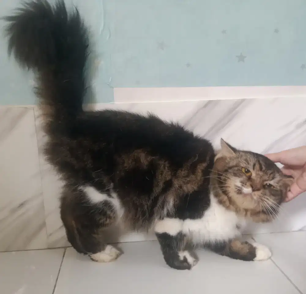 Pejantan Tangguh Persia Marble