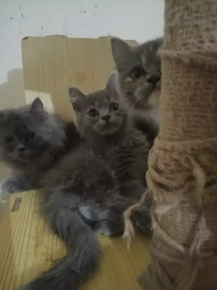 KITTEN PERSIA BETINA DAN JANTAN