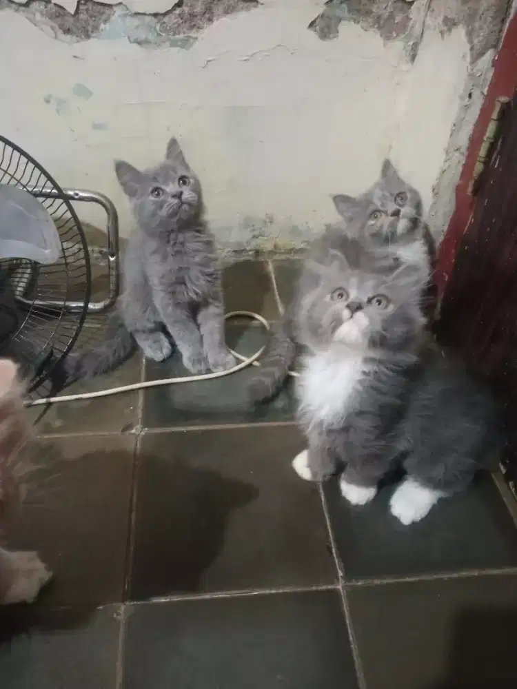 KITTEN PERSIA BETINA