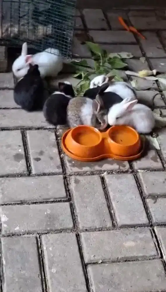 Kelinci anak trah lokal anggora