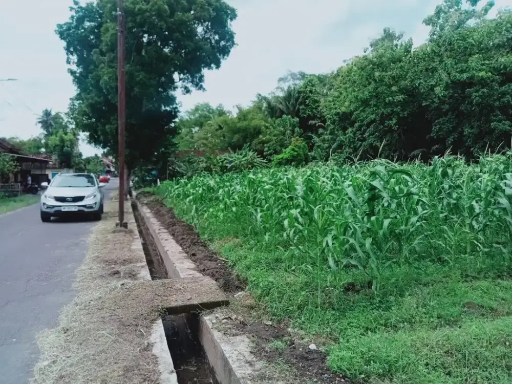 Djual Tanah Sawah Strategis Di Barat Sate Cimpling Triharjo sleman
