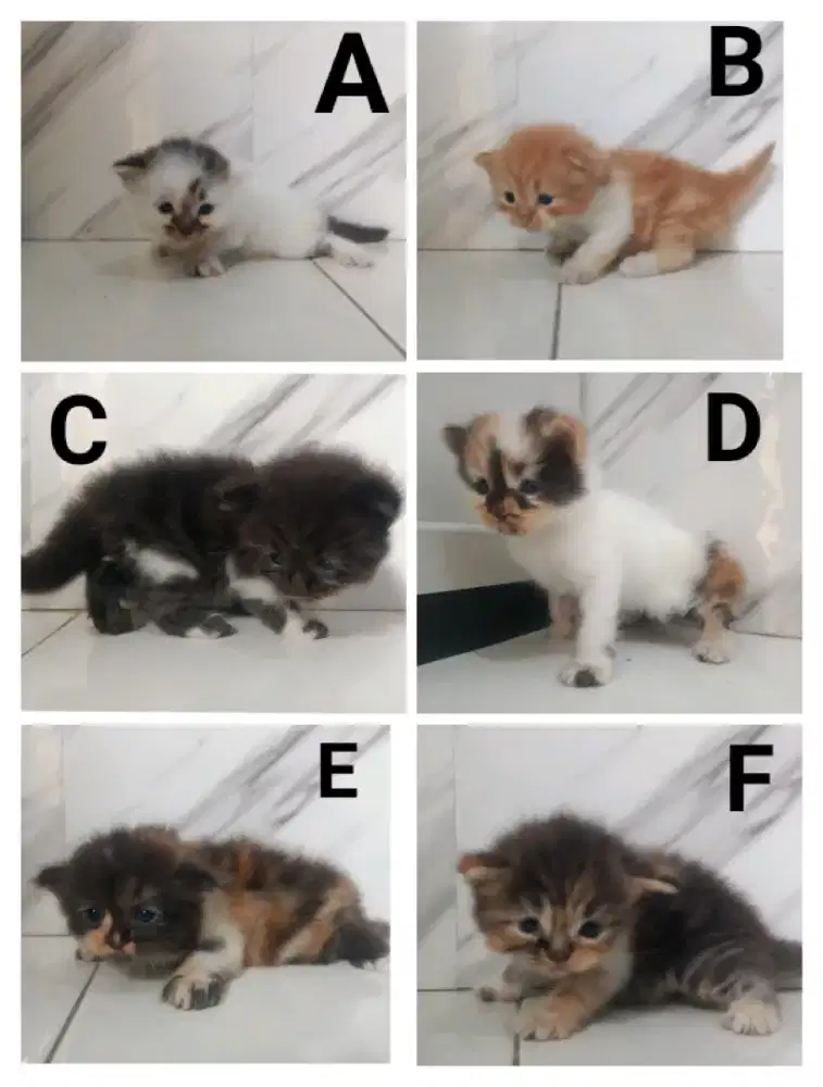 Kitten Persia per ekor