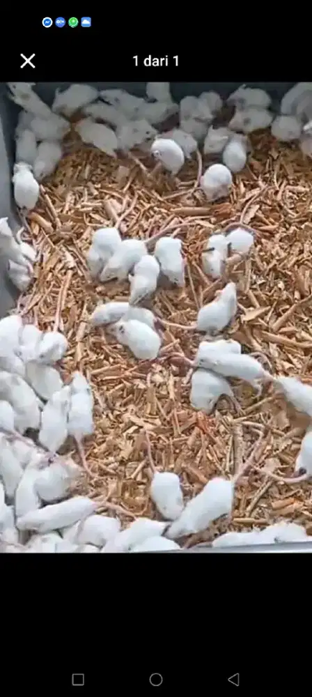 Tikus mencet dgn berbagai ukuran