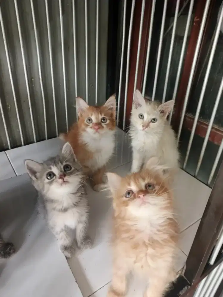 Kucing Persia lucu dan imut