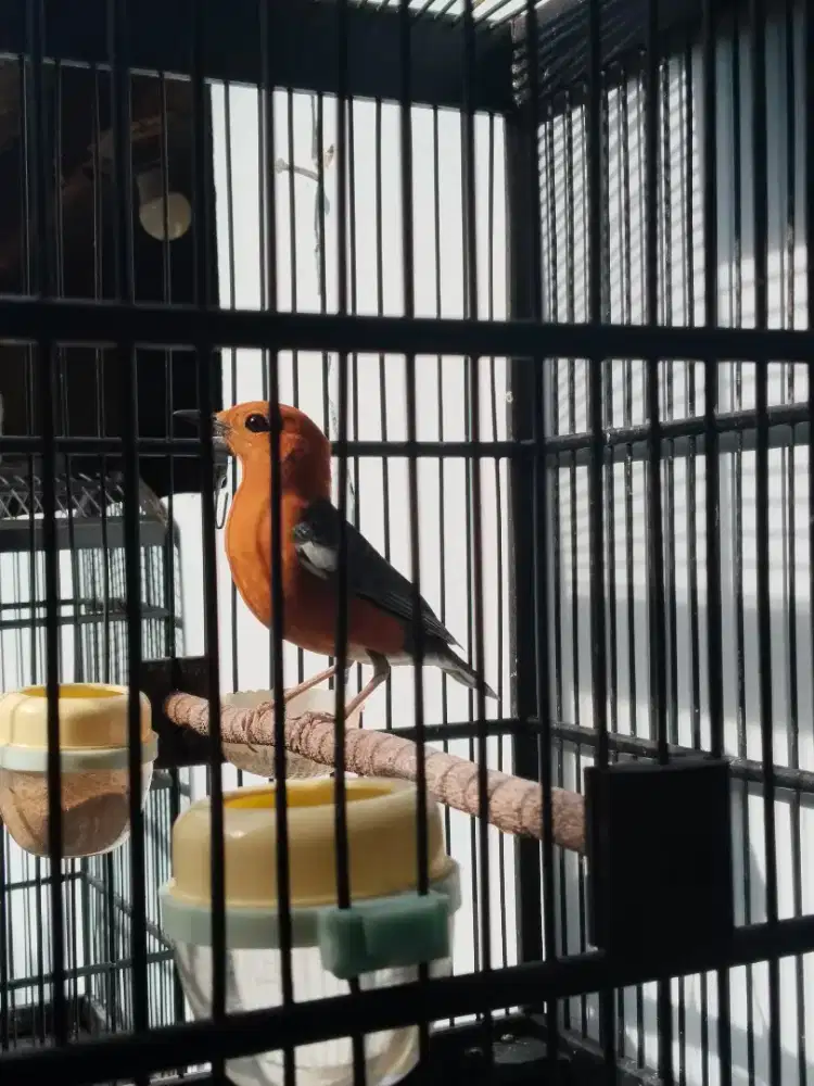 Jual santai, anis kembang & anis merah