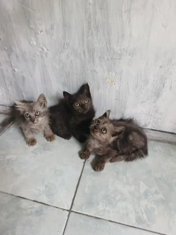 Kitten Persia medium