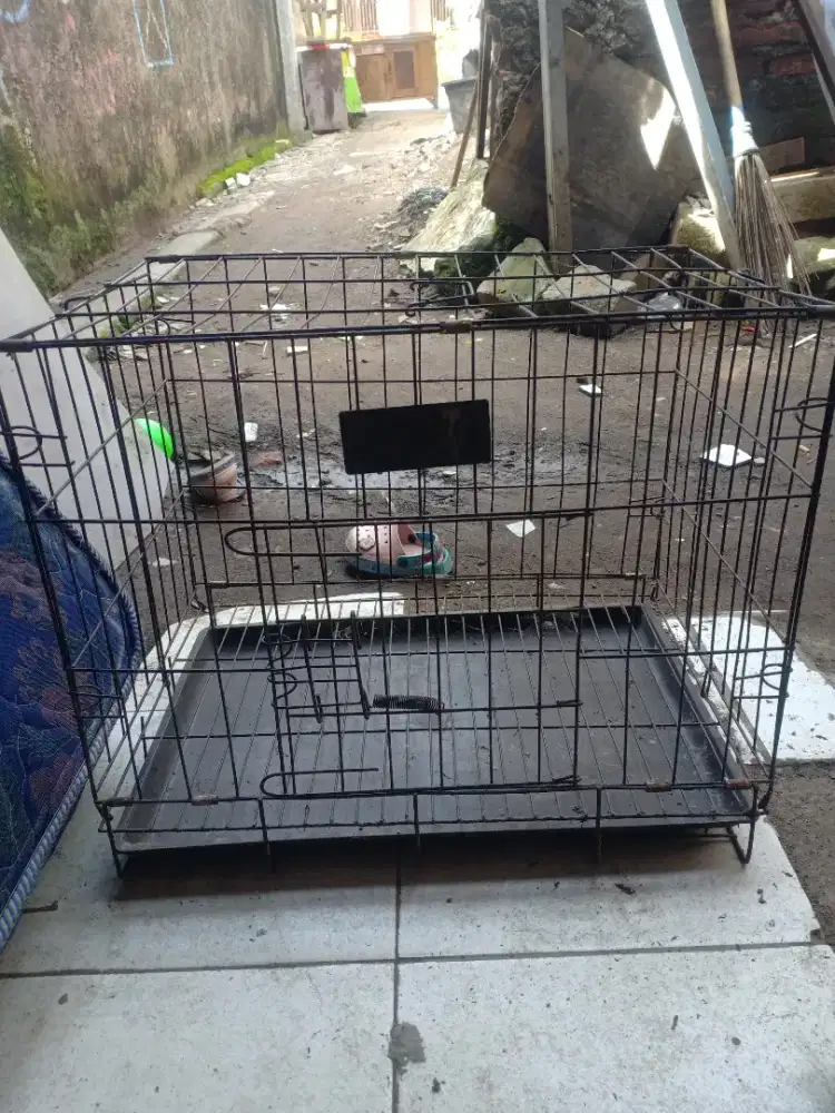 kandang anak kucing