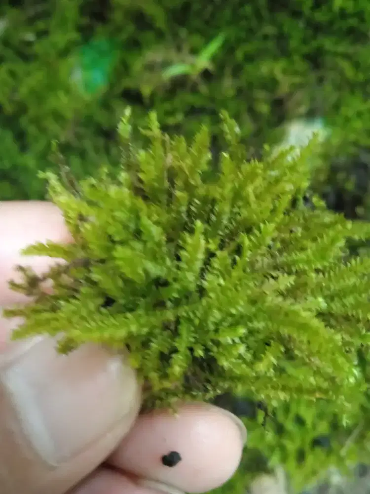 Tanaman moss vesicularia untuk terarium,paludarium ,vivarium,aquascape