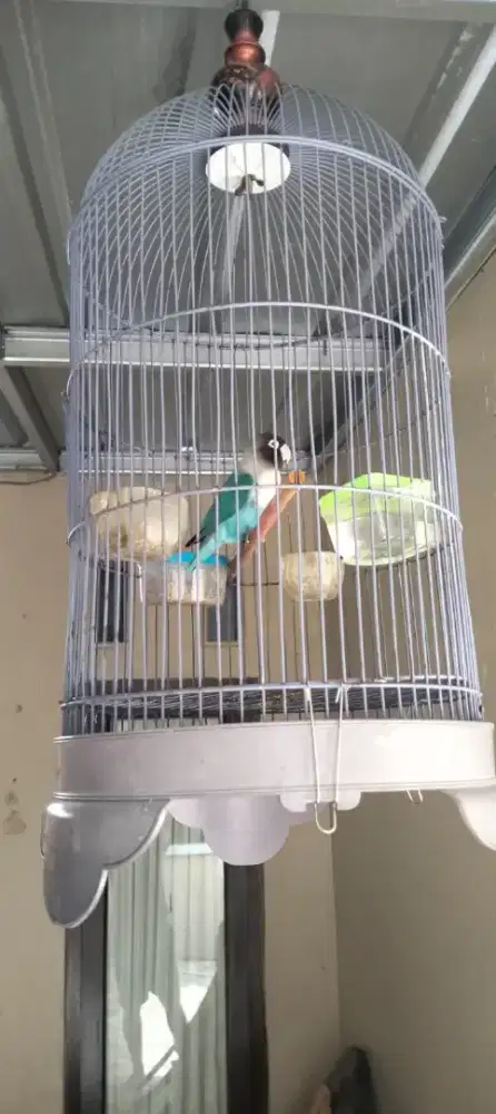 Lovebird berisik+kandang