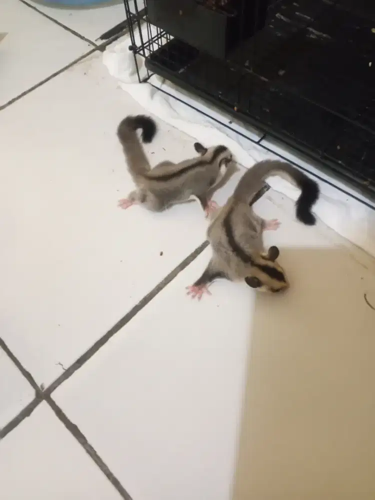Sugar Glider Jantan