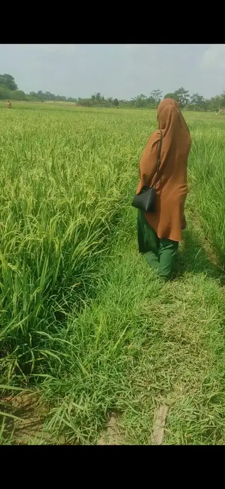 DIJUAL SAWAH dengan luas 1.516 m2