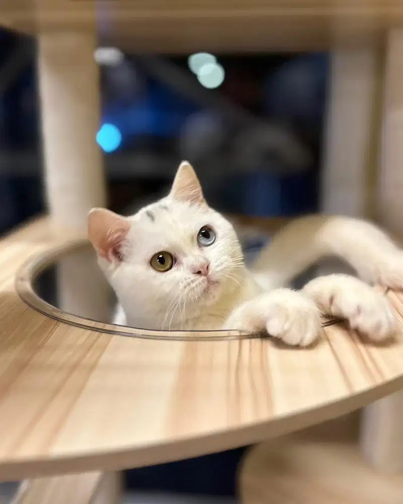 Kucing British Shorthair bsh odd eye