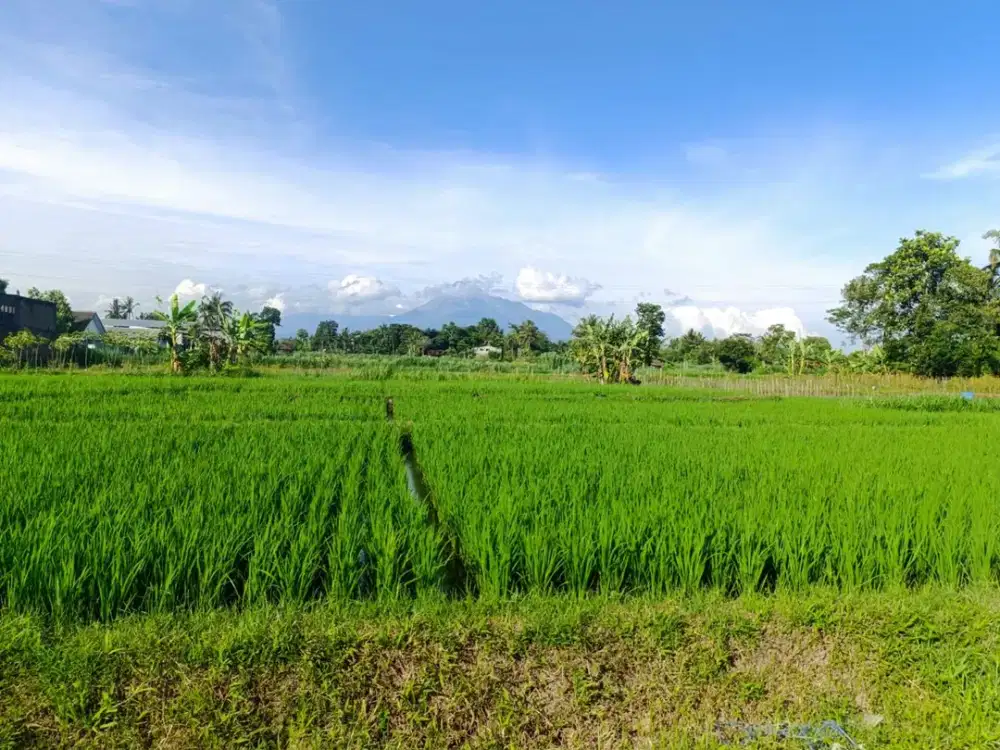 Tanah Favorit View Sawah , 5 Menit  Pemda Sleman
