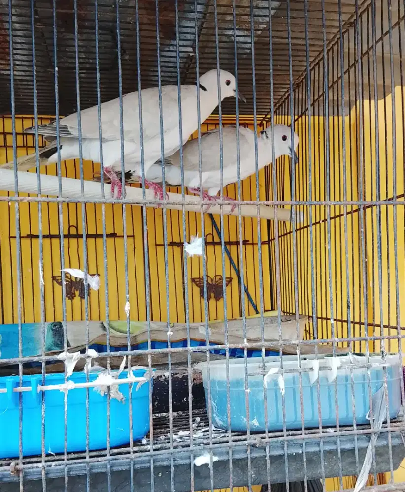 Burung deruk sepasang