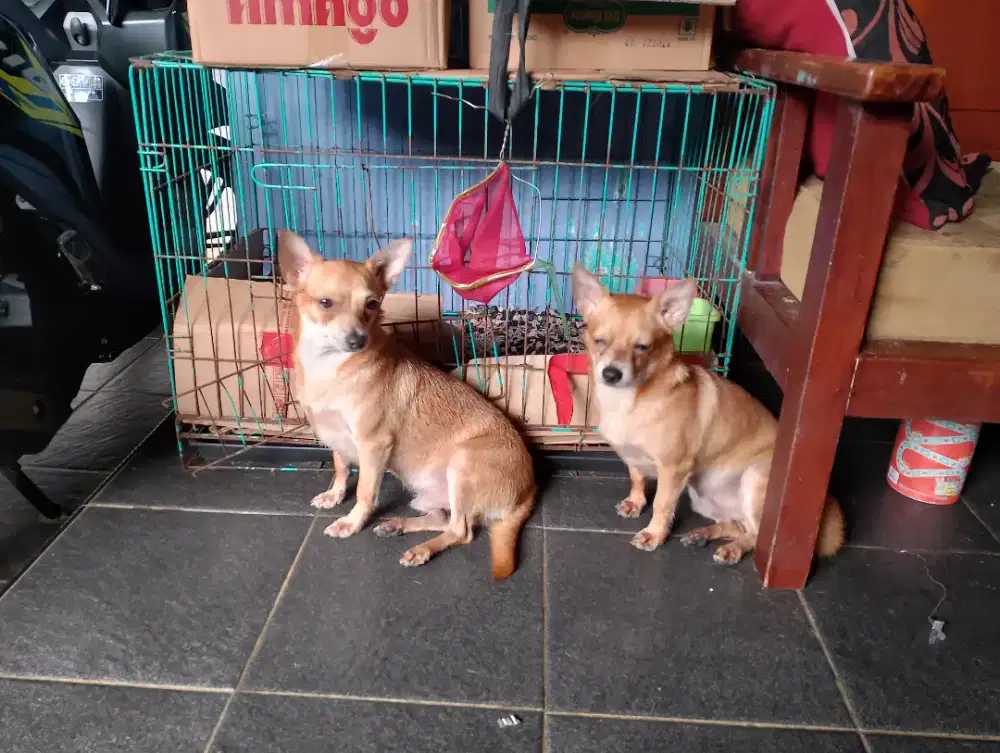 Open adop  tinggl pilih sudh PDA faksin