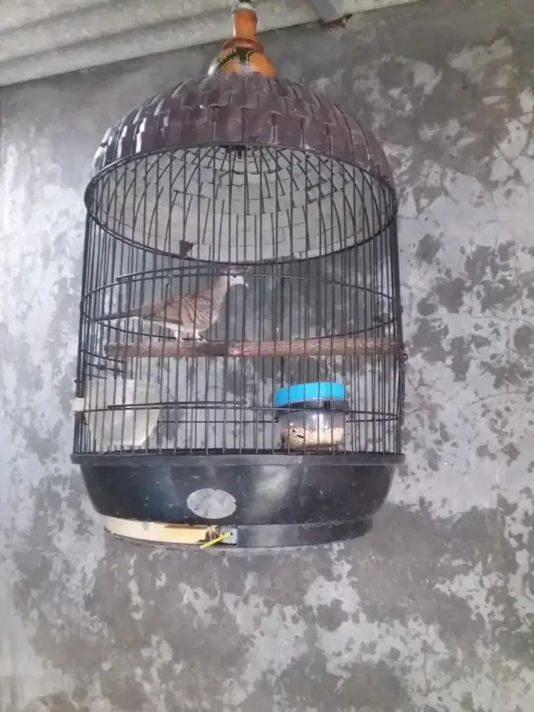 Burung perkutut lokal gacor