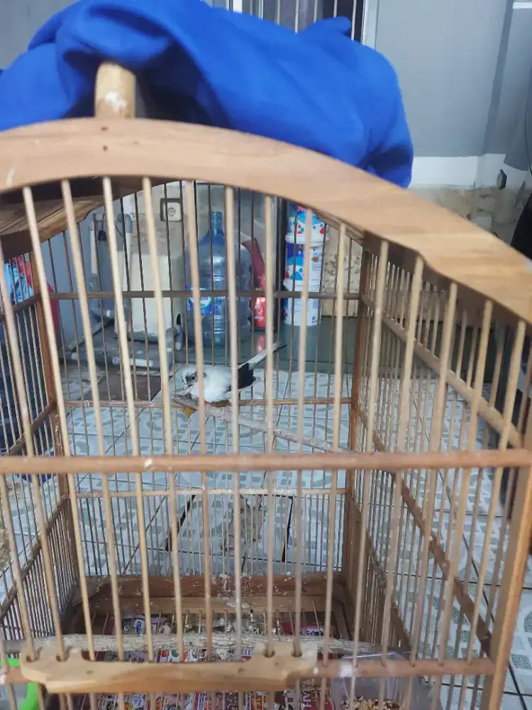 Kenari loper panda gacor