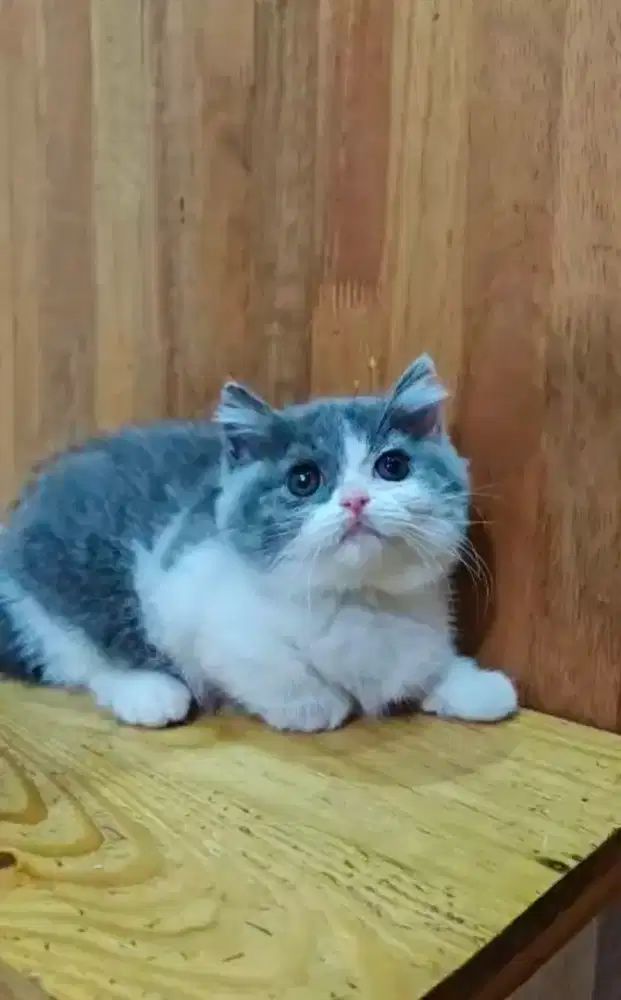 British Short Hair Bicolor