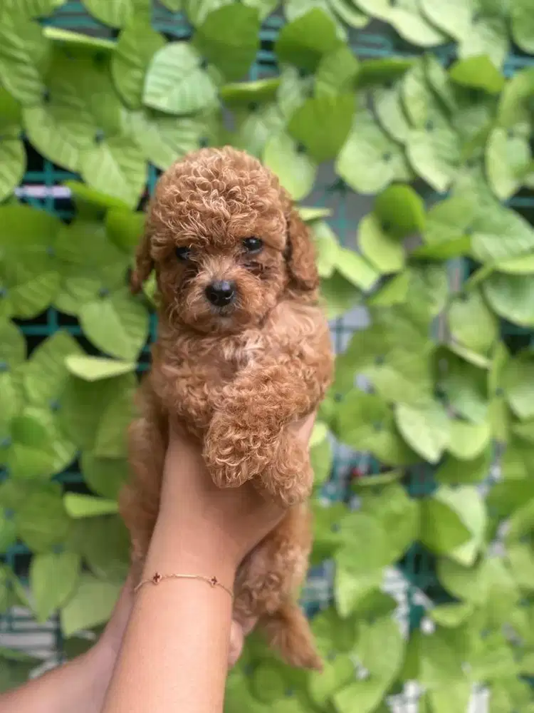 Red Toy Poodle cutee
