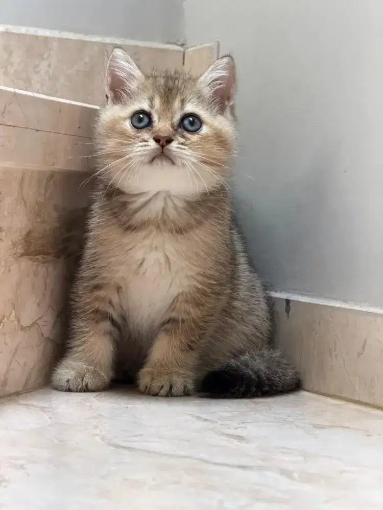 BSH golden ny25 jantan