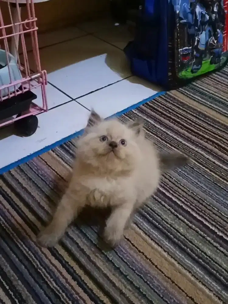 Kucing Persia Himalaya Seal Point