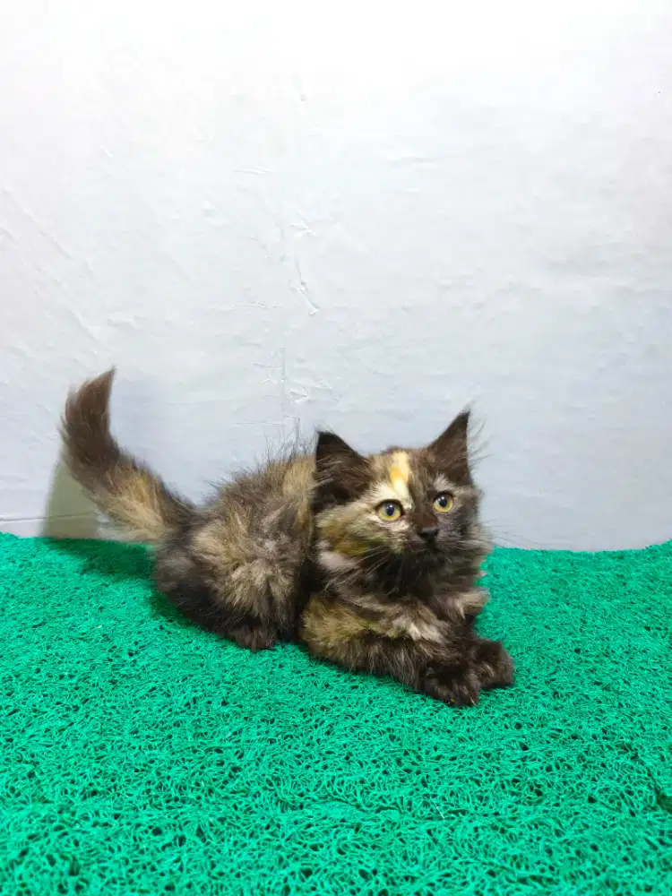 Persia Kitten Betina
