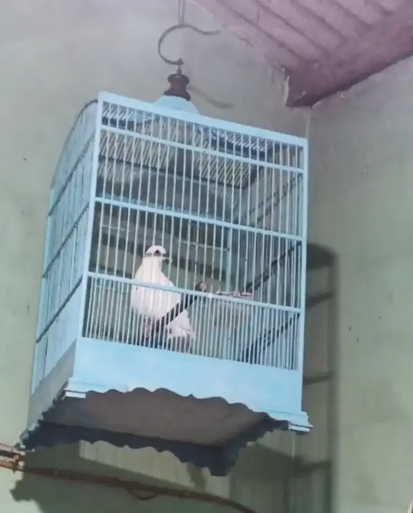 Derkuku putih jantan kuk dua ada vidio