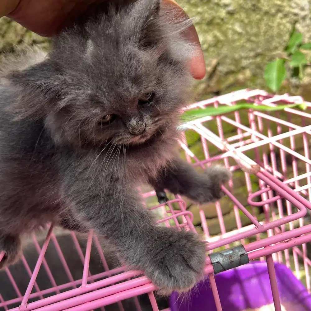 Open Adopt Kitten British Long Hair 2 bln