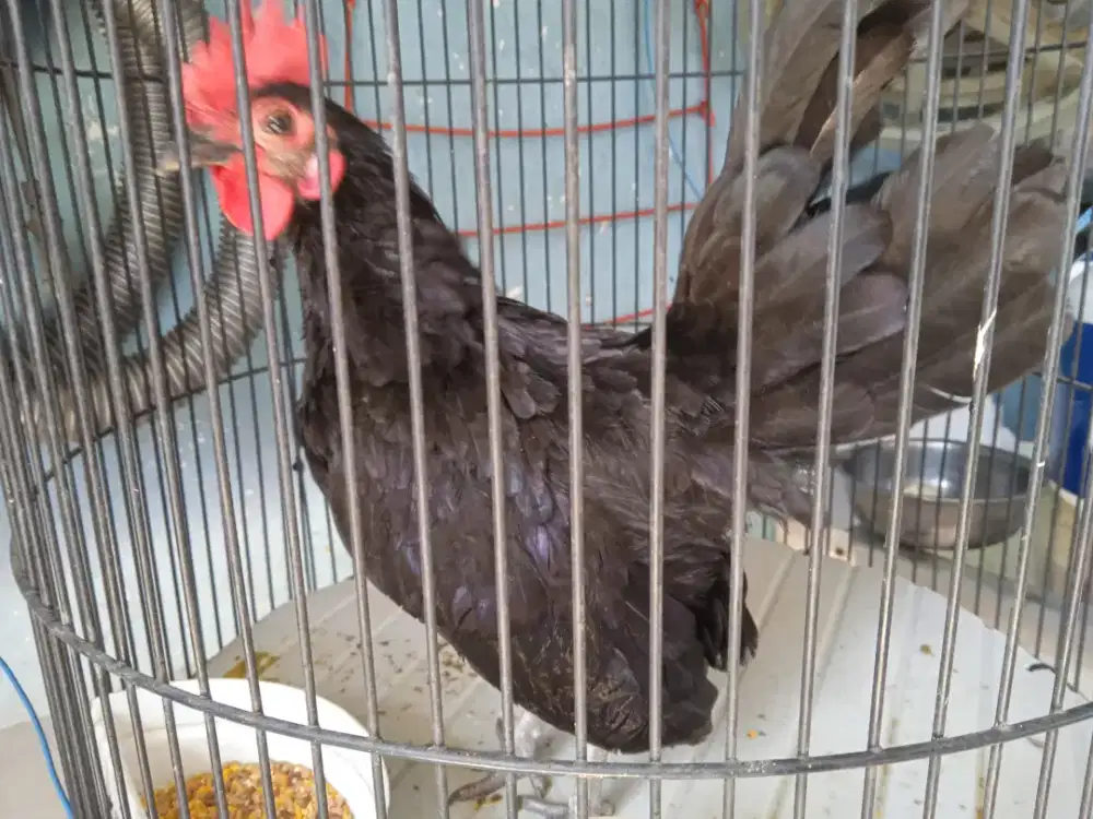 Ayam Kate paket  kandang besi gede bagus harga net