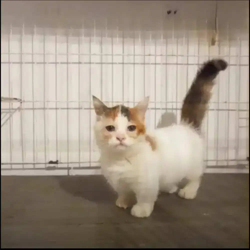 Kucing Persia munchkin