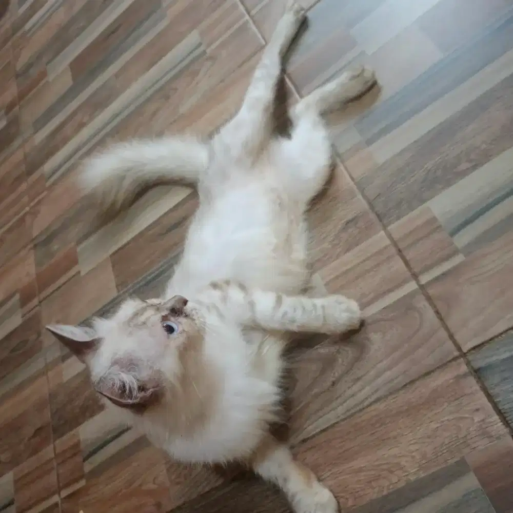 Kucing Himalaya betina