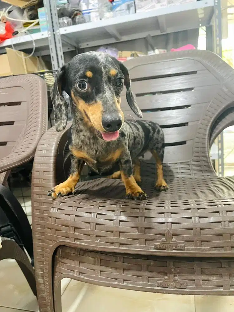 DIJUAL TEKEL BETINA DEWASA BLACK & TAN DAPPLE