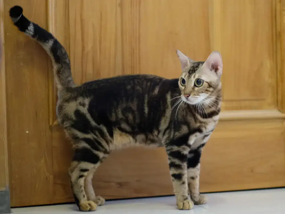 Kucing antik ras bagus betina