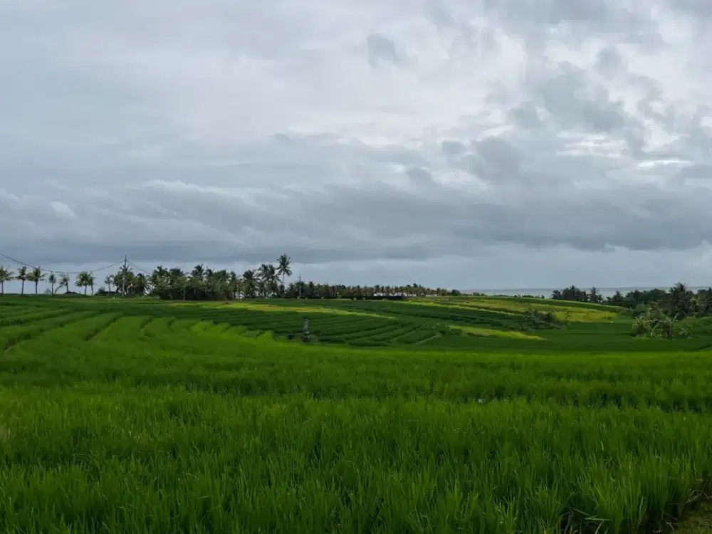 Jual Tanah Full View Laut , Gunung , Sawah, Dan Sungai Lokasi Di Tegal Mengkeb Tabanan Bali.