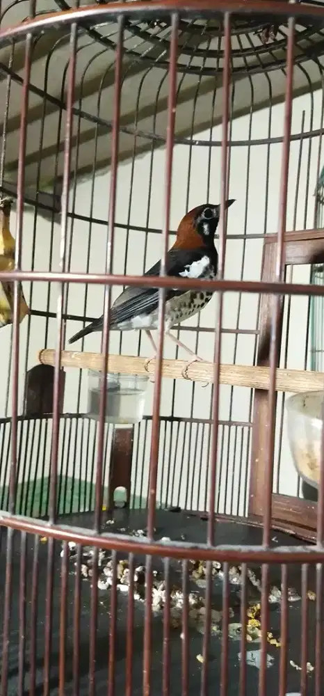 Anis kembang mulus aktip ngriwik