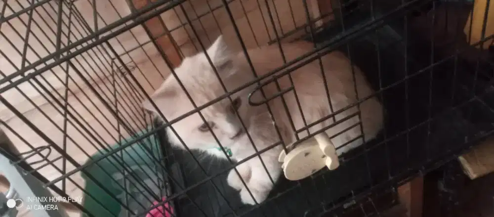 Britis short hair cream