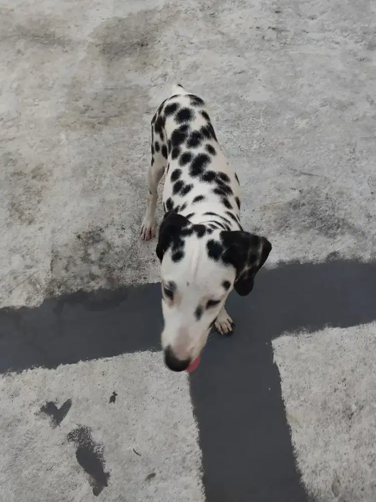 Anjing Dalmations betina anjing sultan/nego sampe jadi