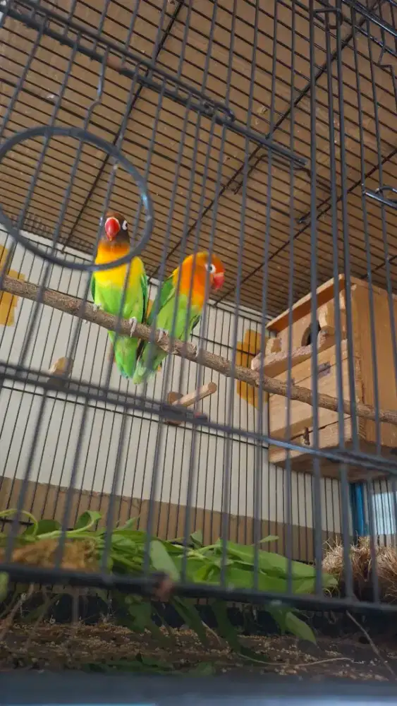 Jual sepasang burung lovebird