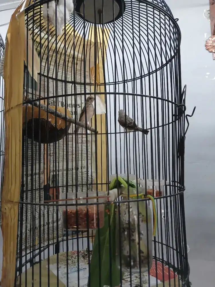 Burung sanger sepasang