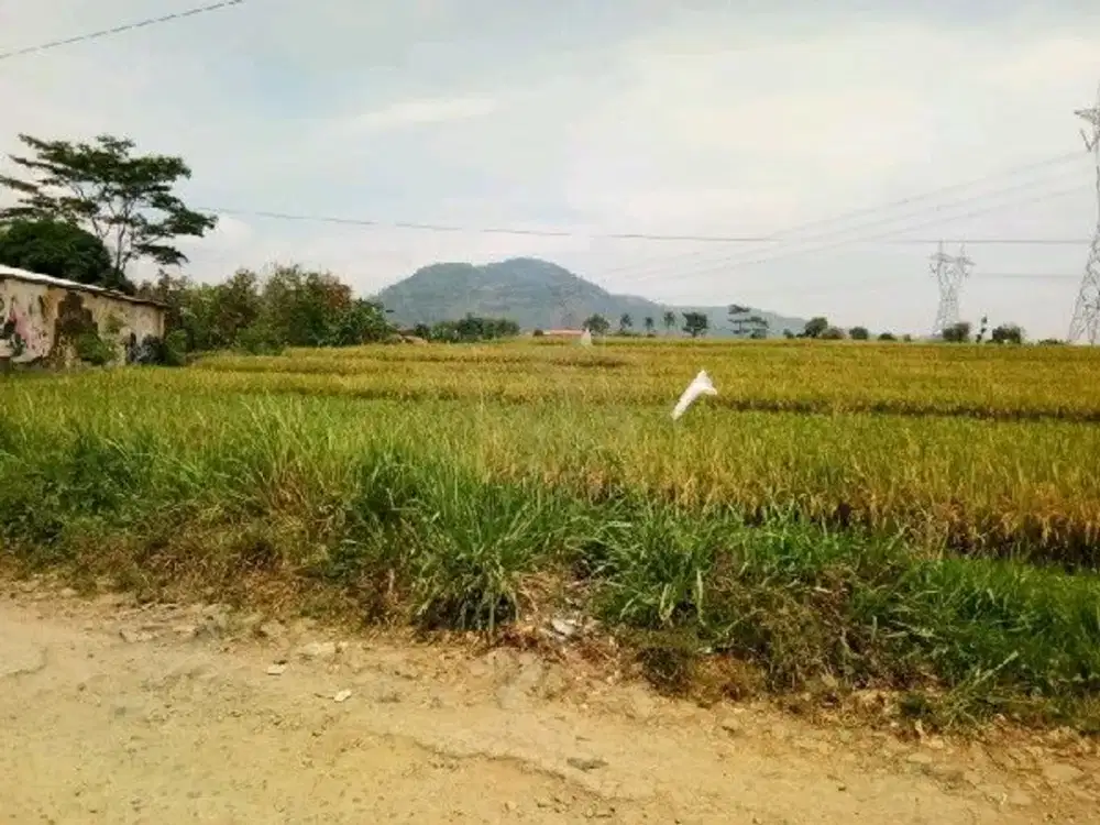 Sawah Produktip Zona kuning cocok untuk Rumah Hunian di MajalayaJudul Ref.05276