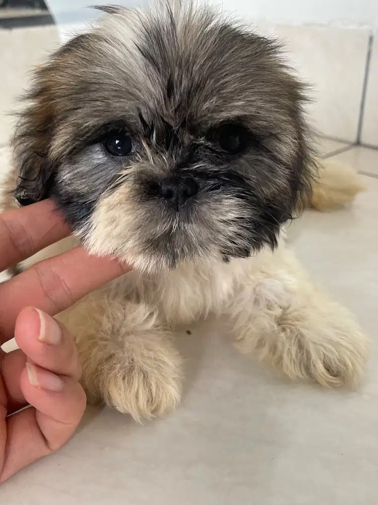 Shihtzu Sitsu Medan