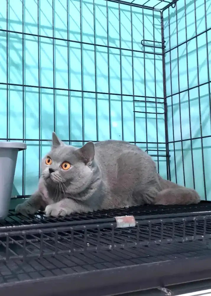BSH BRITISH SHORTHAIR PED WCF LINE IMPORT CHINA