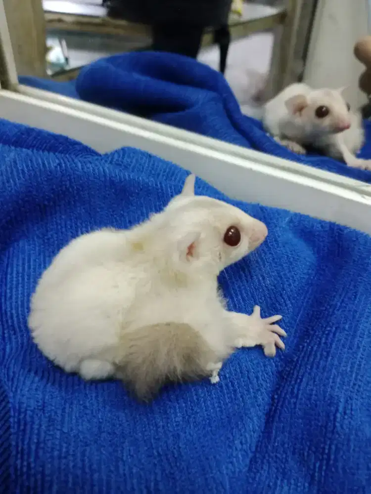 Sugar glider creamino joey