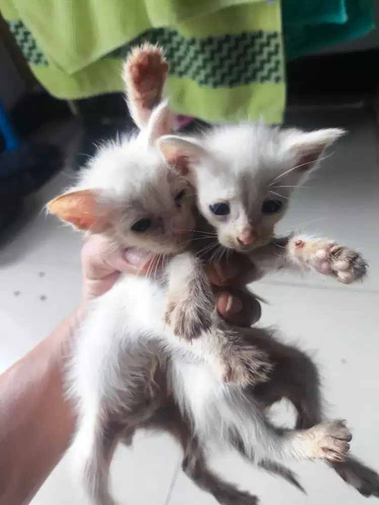 Anak kucing anggora