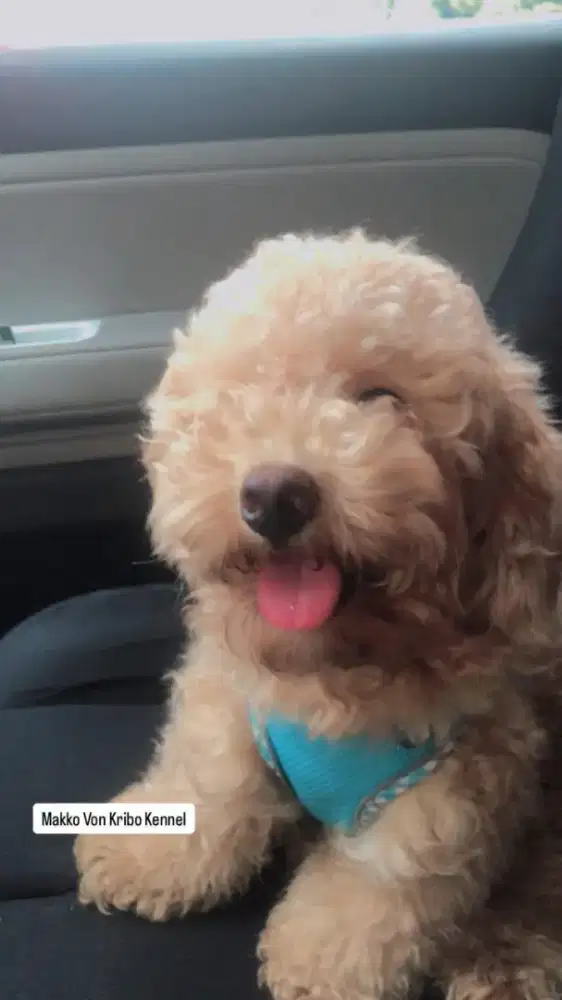 Poodle jantan stambum lucu harga nego